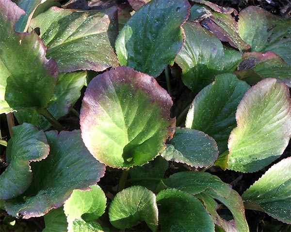  I like these plants for their foliage. 