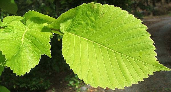 money plant leaf. Golden Elm Leaf