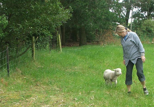  Haru (the fattest pet lamb) in her paddock. 