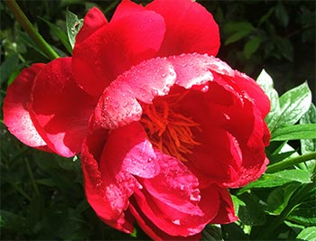  This peony grows happily in quite deep shade - how odd! 