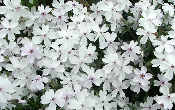  This is a type of phlox, I think... 