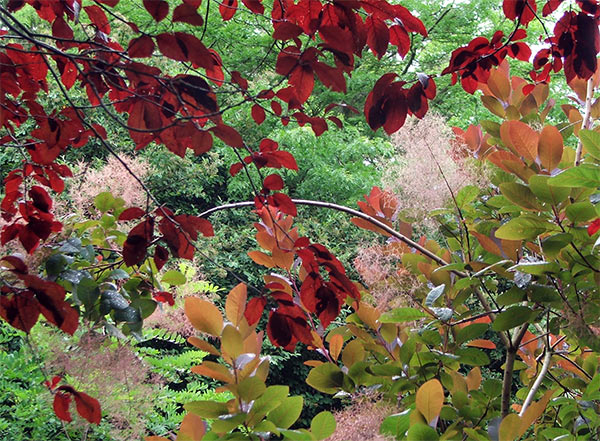  I love these two red leafed trees! 