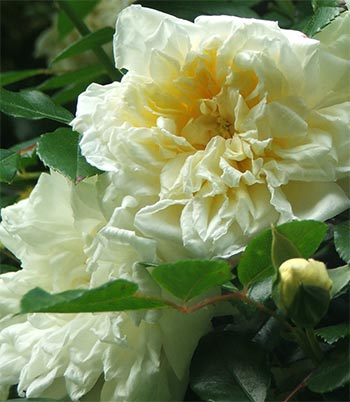 Rambling Cream Rose