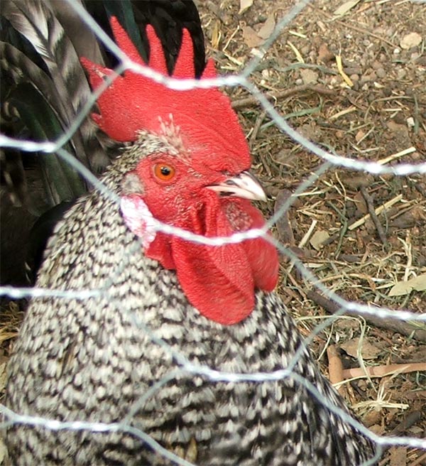  Showing his beautiful red comb. 