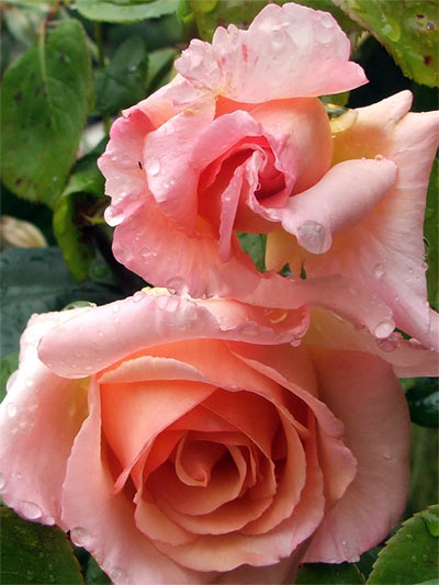  Every year, at this time, this rose delights me with deep peachy pink flowers. 