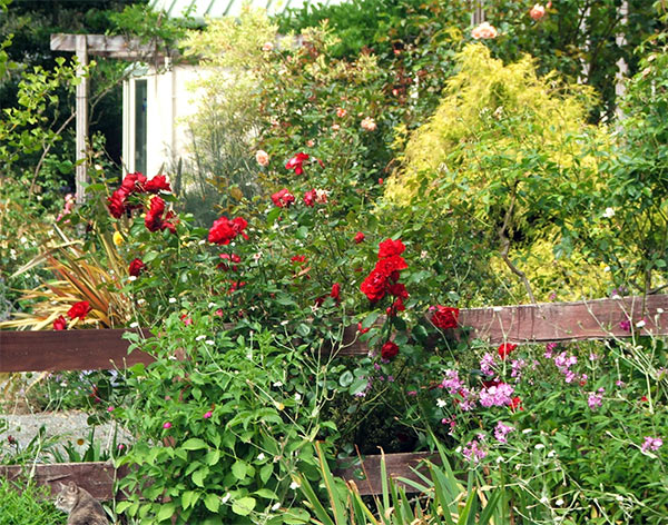  Summer sunshine and red fence-line roses - and the odd conifer glowing lime green 