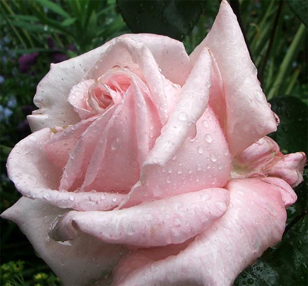  A hybrid tea, I think. 