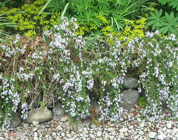  This part of the Dog-Path Garden gets the sun in all four seasons. 