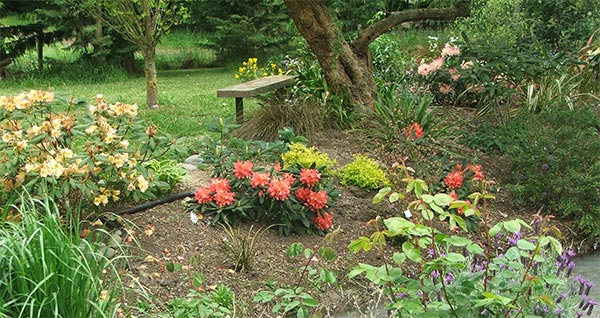  A wobbly garden seat is by the rhododendron garden. 