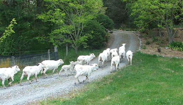 A group of super-clean, freshly shorn sheep. A group of super-clean, freshly shorn sheep.