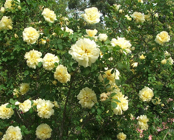  A beautiful tall shrubby rose. 