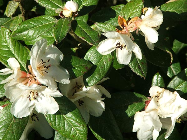  An unknown rhododendron with shiny green leaves. 