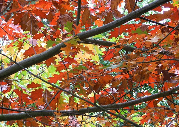  Hmm... Oak tree leaves in the pond paddock are dropping - like flies?  