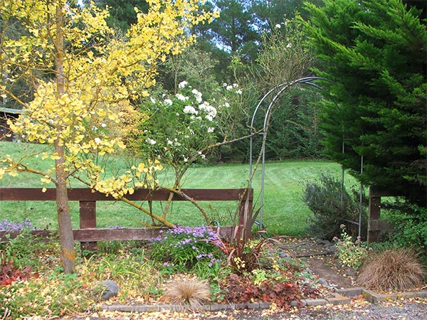  The Ginko tree is turning slowly into the colour of straw-gold. 