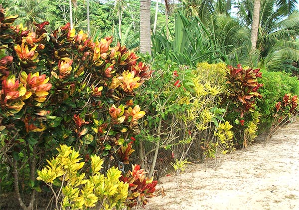 Tropical Hedges Shrubs