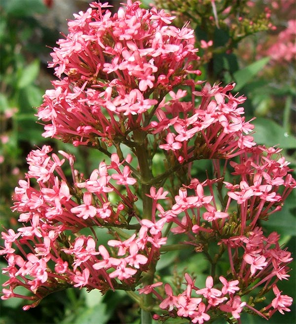  I think this is properly called False Valerian - am I right? Hmm... 