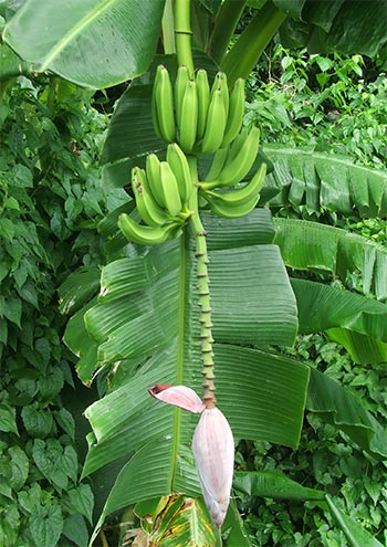 Samoan bananas are beautifully yummy. 