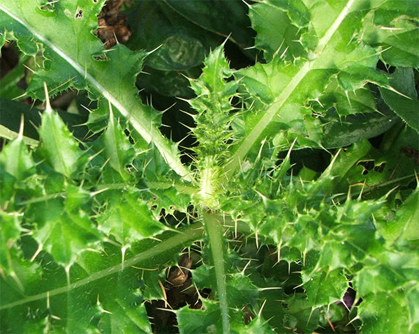 lots of weed. Spiky Weed