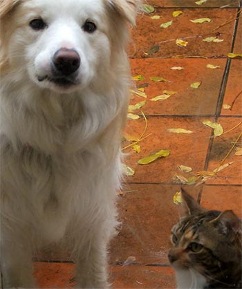  Rusty the dog and Tiger the cat outside in the winter rain. 