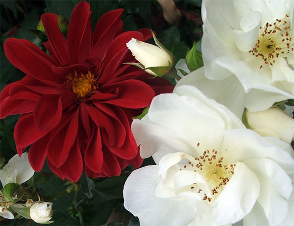 white rose flowers. Red Dahlia and White Flower