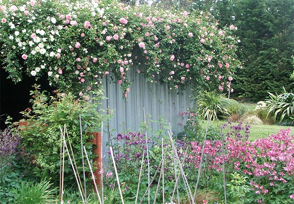  Three roses are now  happily blooming over the roof. 