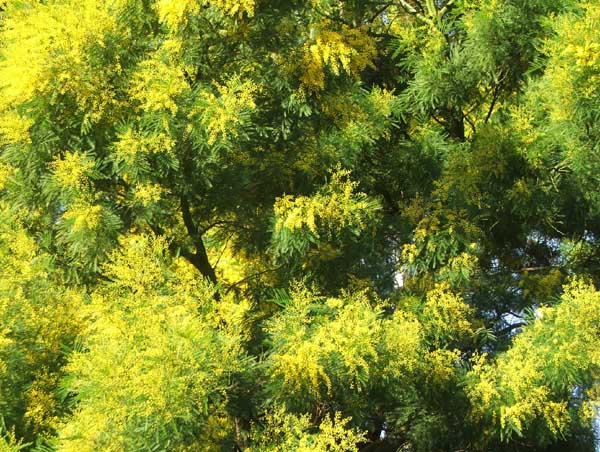 A beautifully strong yellow. A beautifully strong yellow.