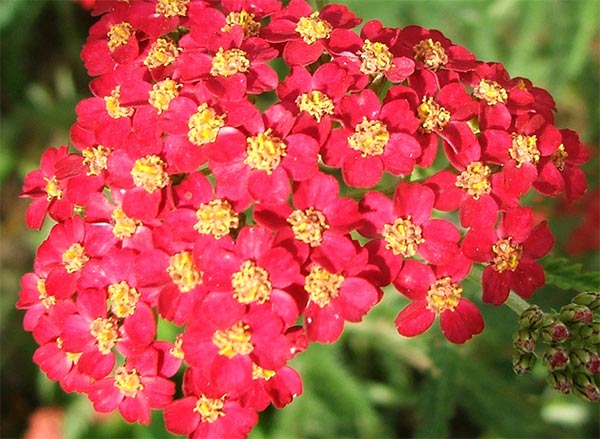  A colourful summer flowering perennial. 