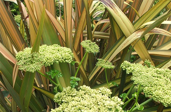  The Angelica is allowed to self seed, too. Oops. 