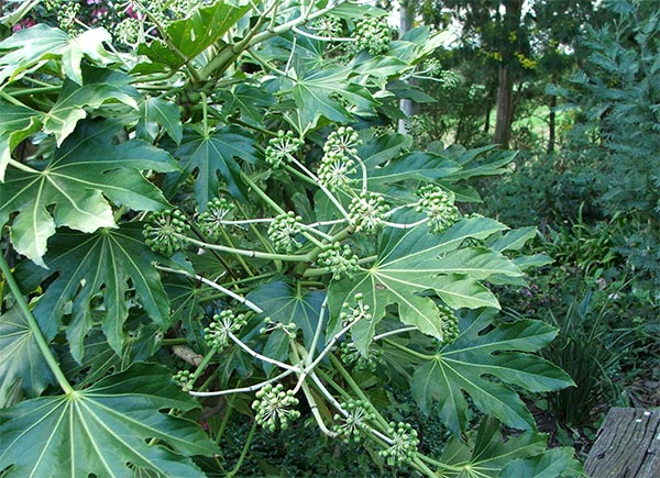  Clean green foliage - interesting in winter. 