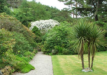  Every garden has New Zealand Cabbage trees! 