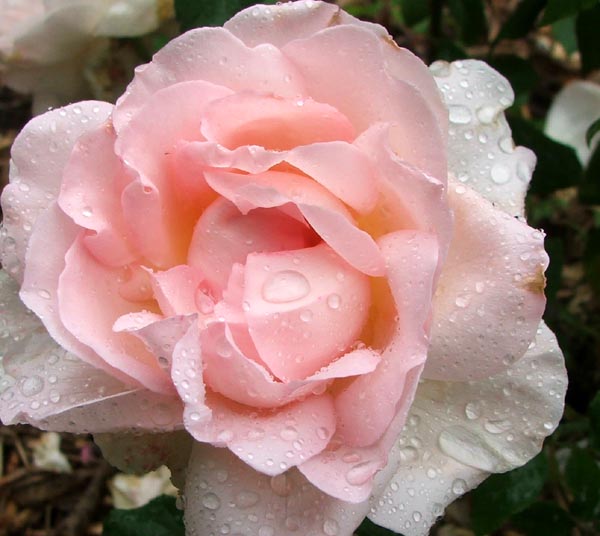  A beautifully fragrant David Austin rose. 