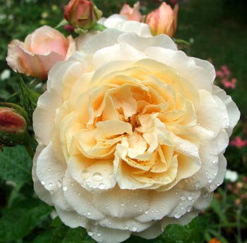  An unknown David Austin rose. 