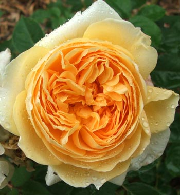  Another unknown David Austin rose. 