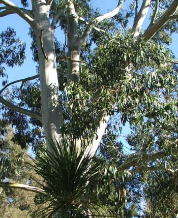  Shining through the branches of a large gum tree. 