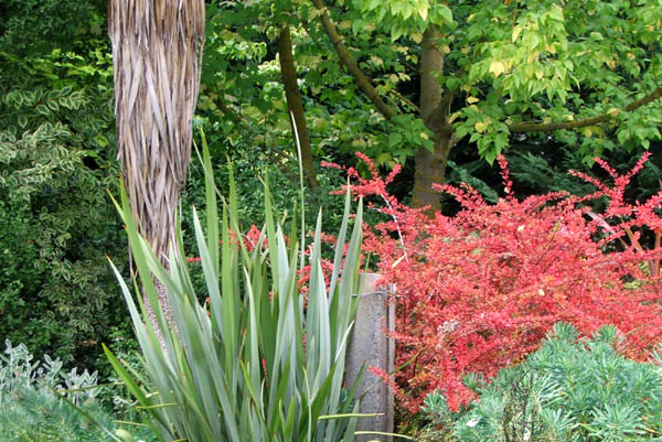  A beautiful red Berberis. 