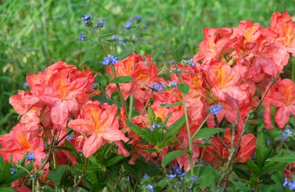  An Ilam hybrid, bred in Christchurch. 