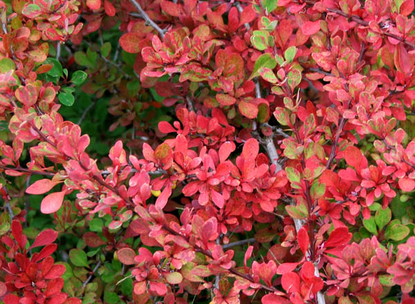  A brilliant red colour. 