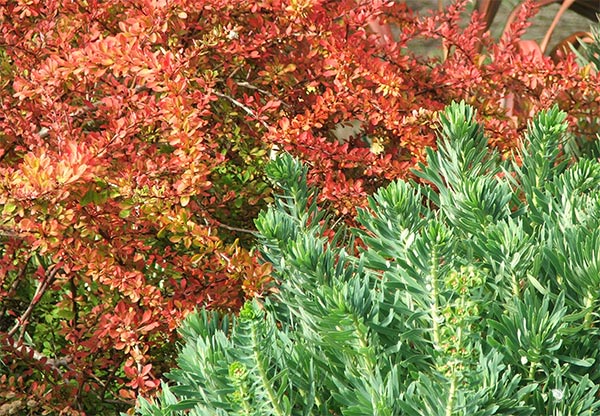  Two shrubs whose colours fit together. 