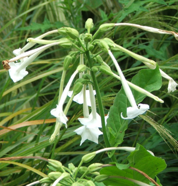  Beautiful white flowers. 