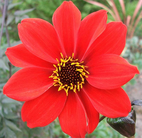  A quality dahlia with bronze foliage. 