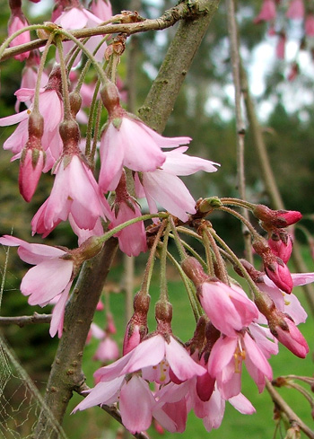  A beautiful weeping spring tree. 