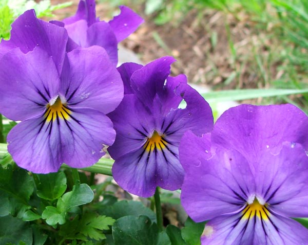  I need more pansies! 