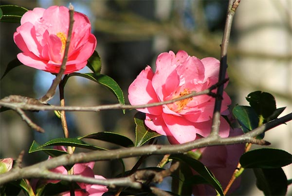  Shining in the afternoon sun. 