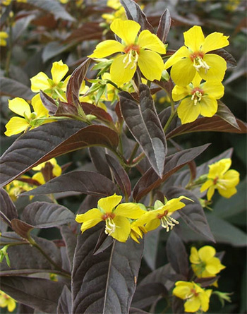  A bog plant ! Oops. 