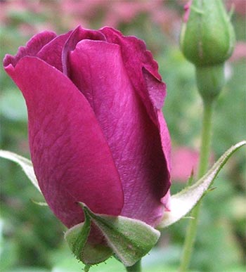  A most interestingly coloured rose. 