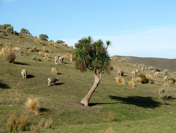  We passed this leaning tree late on the first day. 