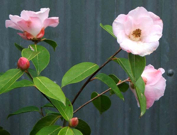  Flowering behind the garage. 