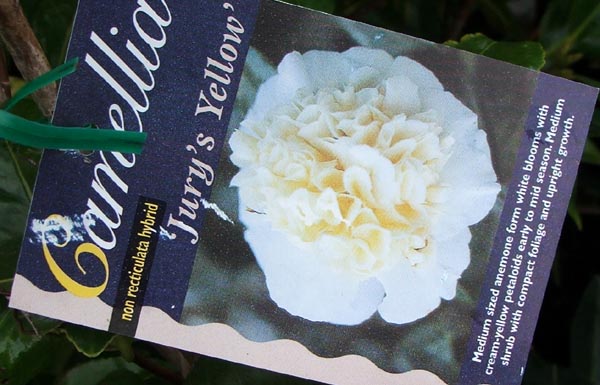  I love creamy coloured Camellias. 