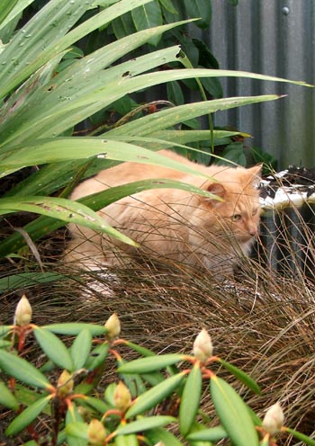  Fluff-Fluff lurking in the greenery. 