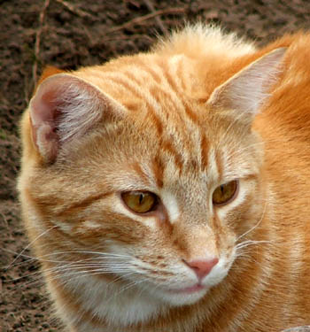  My lovely ginger cat. 
